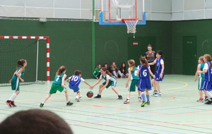 572722c97af51_Poussines1photo4.JPG